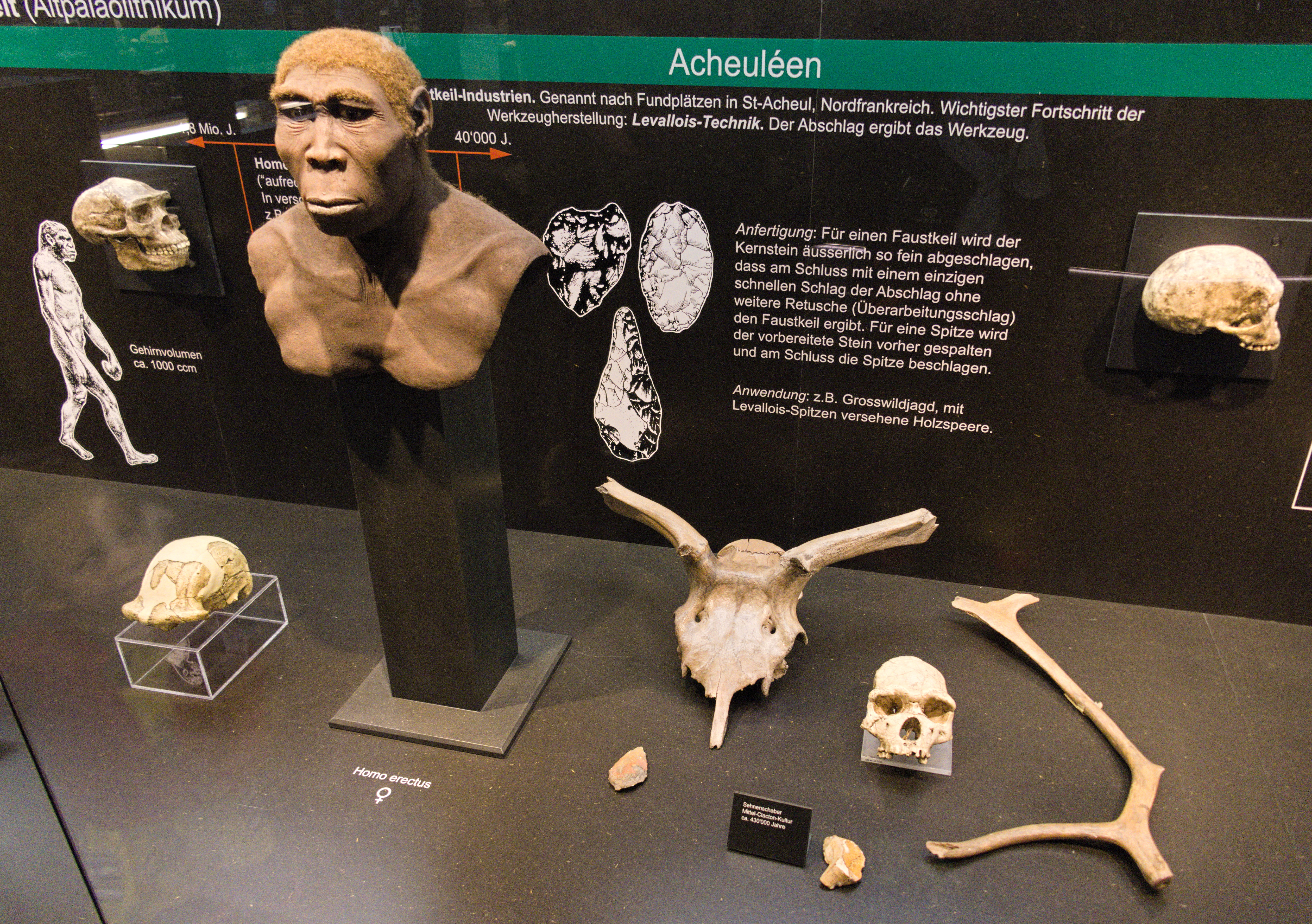 Homo erectus
